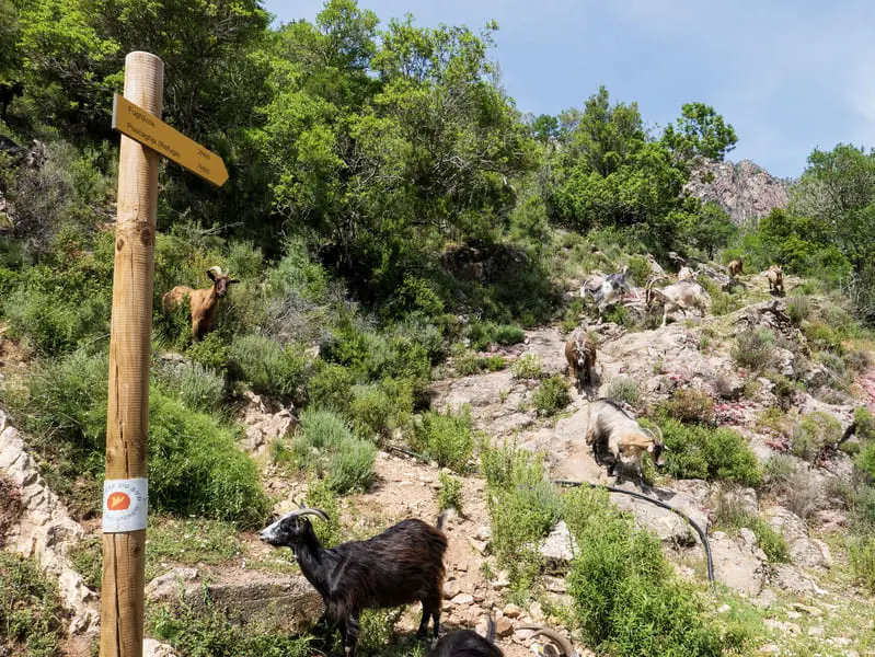 Chevres Transhumance Gorges Spelunca Sentier Randonnee