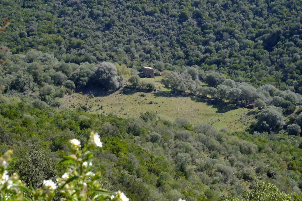 Bergerie dans une oliveraie au milieu du maquis corse